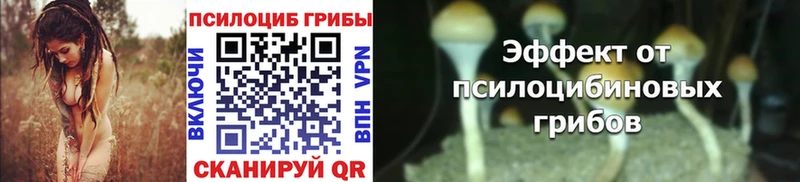 Галлюциногенные грибы Psilocybine cubensis  Кизилюрт 